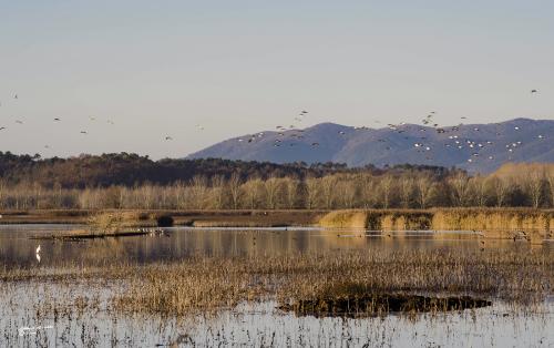 Fauna Oasis-Padule di Fucecchio-Dicembre 2018