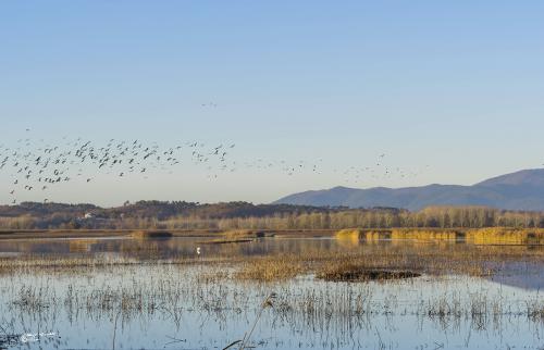 Fauna Oasis-Padule di Fucecchio-Dicembre12-2018