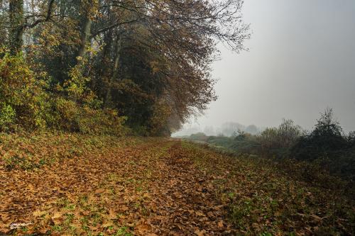 Autumn Leaves-La Gherardesca Lu-Dicembre 2019