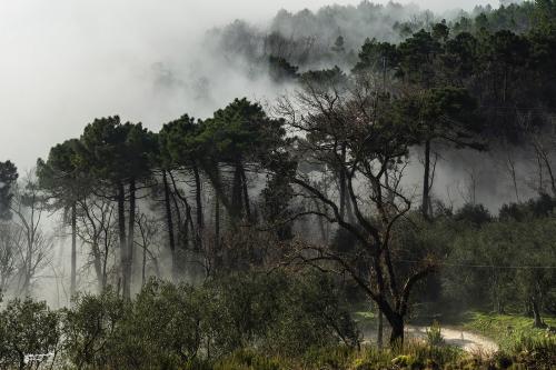 The rising fog-Rumitorio Vicopisano-Dicembre 2020
