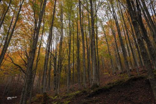 Autumn impressions-Lizzano in Belvedere MO-Ottobre-2019