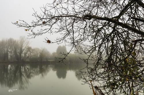 Dew drops-Lago Legnaia Ponsacco-Dicembre 2019
