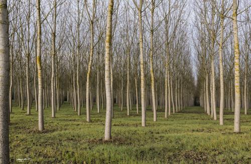 Holes in the beech forest-Dicembre 2018