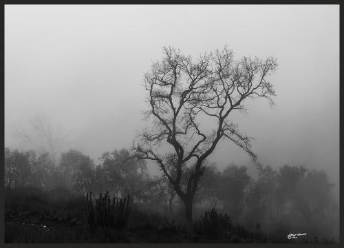 Wrapped in fog-Rumitorio Vicopisano Dicembre-2020