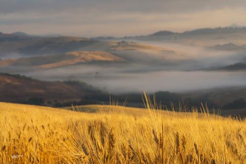 The earsAlba-Cedri -02-07-2022-