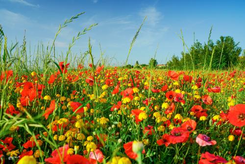Red- Green-Yellow-Lavaiano PI- Maggio 2022