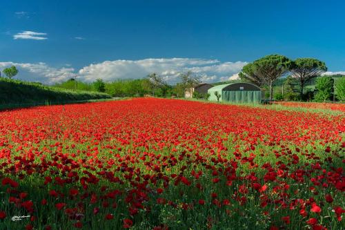 The red of poppies-Peccioli PI-Maggio 2021
