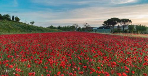 Poppies at dawn-Peccioli PI-Maggio 2021