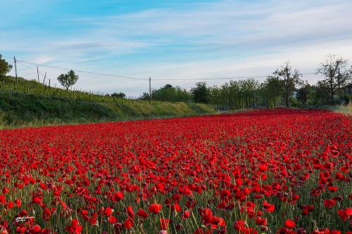The field painted red-Peccioli Pi-Maggio 2021