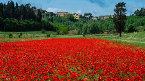 Field of Poppies-Peccioli PI-Maggio 2021