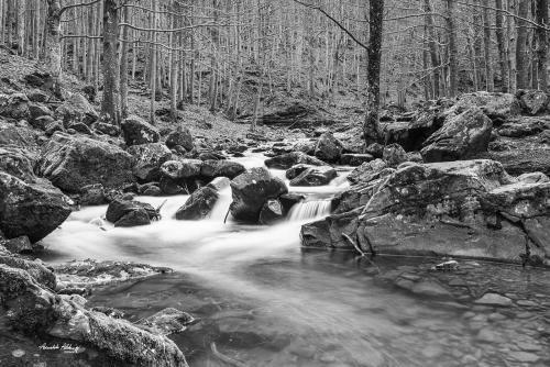 Dardagna stream with autumn colours Novembre 2022