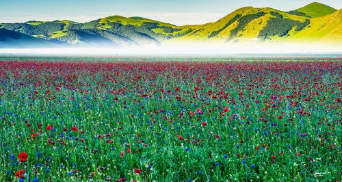 Colors in the haze: Castelluccio-Giugno 2021