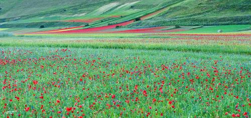 Colors at dawn Castelluccio-Giugno 2021