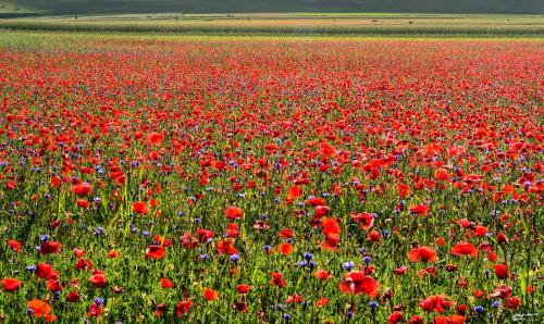Red expanse-Castelluccio-Giugno 2021
