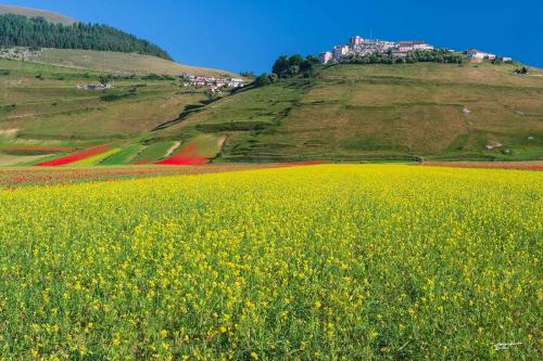 The colored plain-Castelluccio-Giugno 2021