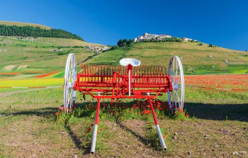 Rake .. in the colors of the Castelluccio plain- Giugno 2021