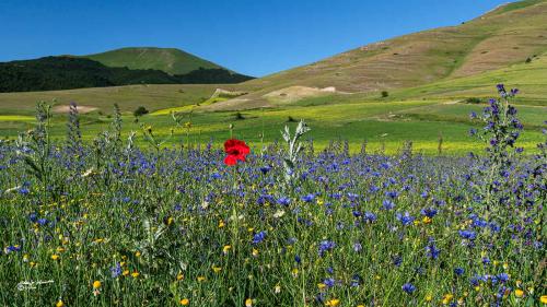 The intruder-Castelluccio- Giugno 2021