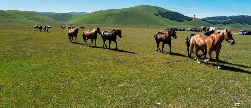 Horses in the wild-Castelluccio-Giugno 2021