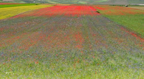 Colored palettes-Castelluccio-Giugno 2021