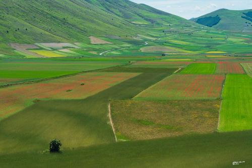 Color palettes of the plain of Castelluccio-Giugno 2021