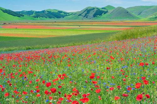 La Fioritura di Castelluccio 2021