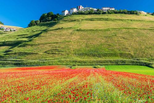 Colors: Castelluccio-Giugno 2021