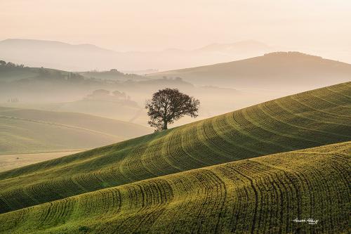 Solitaire... Val d'Orcia December 2022
