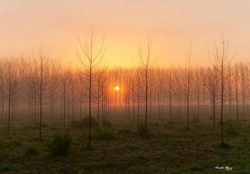 At sunrise light mists in the poplar groveJanuary 2023