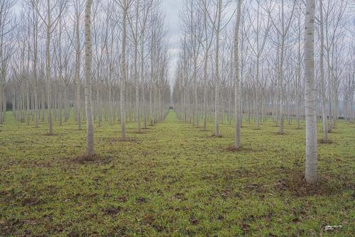 The small beech forest-Gennaio 2022