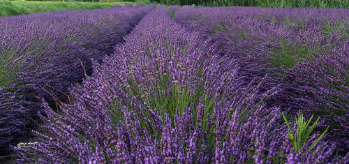 Lavender field-S.Luce PI. Giugno 2020