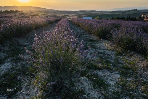 Lavender at sunset-S.Luce Pi. Giugno 2020