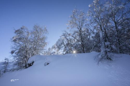That shimmering ray of sunshine-Careggine Gennaio-2021