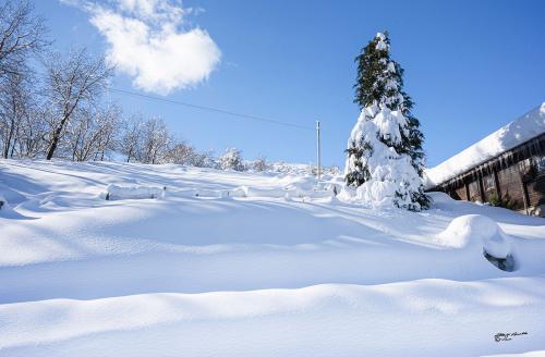 Candied snow..-Careggine-Gennaio 2021