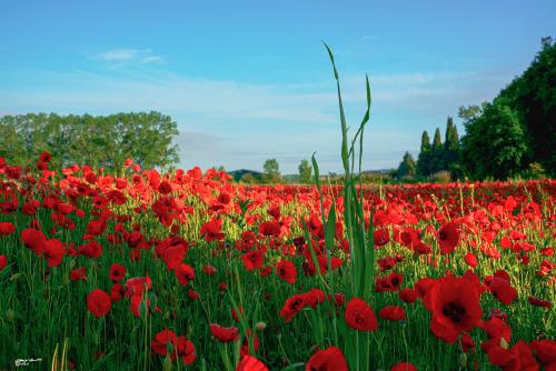 Among the poppies- Forcoli PI- Maggio 2022