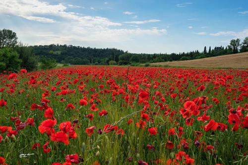 A sea of ​​poppies-S.Luce PI-Maggio 2020