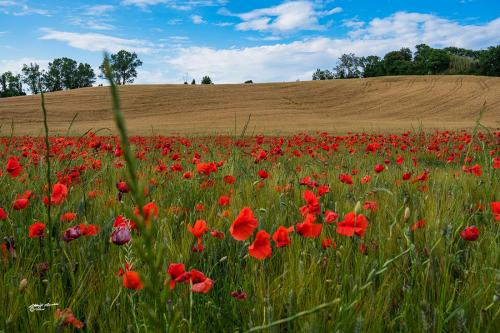 Field of Poppies & Wheat-S.Luce Pi. Maggio 2020