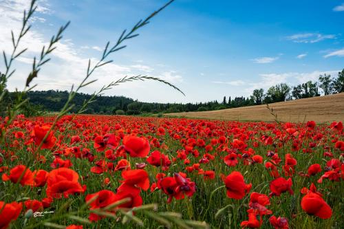 Field of Poppies-S.Luce Pi. Maggio 2020