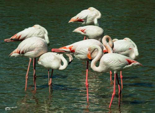 Fenicotteri Rosa-Parco-Ornotologico-Camargue Ponte de Gau-Maggio 2019