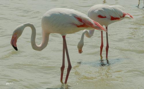 Fenicotteri Rosa-Parco-Ornotologico-Camargue Ponte de Gau-Maggio 2019