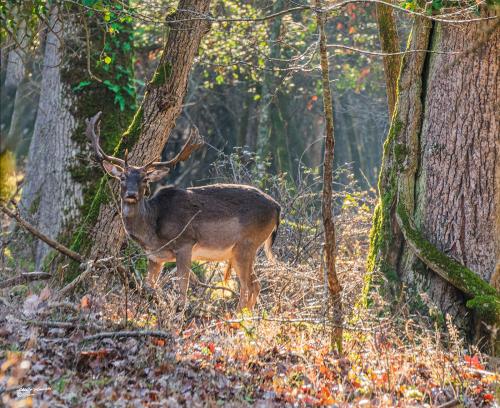 A little suspicious ..Parco-S.Rossore-Febbraio 2022