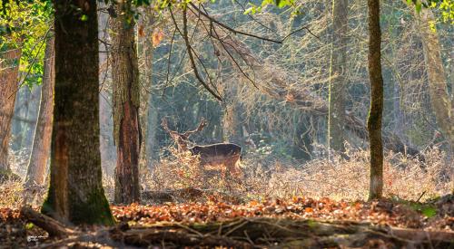 He came out of the closetParco-San-Rossore-Febbraio 2022