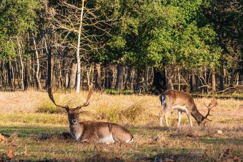 Some rest..Parco-San-Rossore-Febbraio 2022