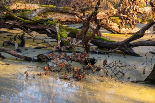 Still lifeParco-san-Rossore-Febbraio 2022