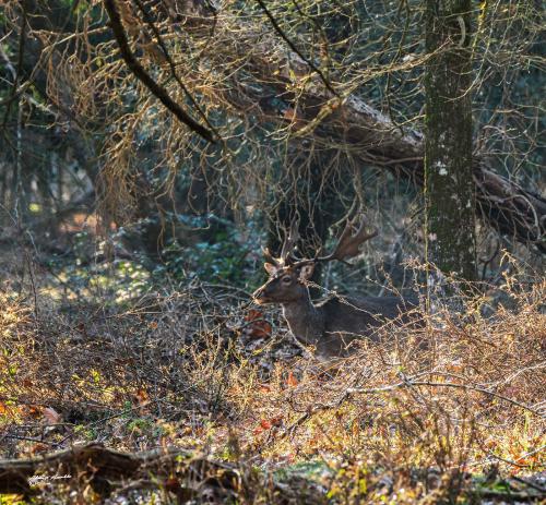 Very suspicious ..Parco-san-Rossore-Febbraio 2022