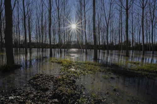 Magnetic star-Gennaio 2021