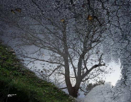The tree emerging from the asphalt ...Vicopisano-Novembre 2019