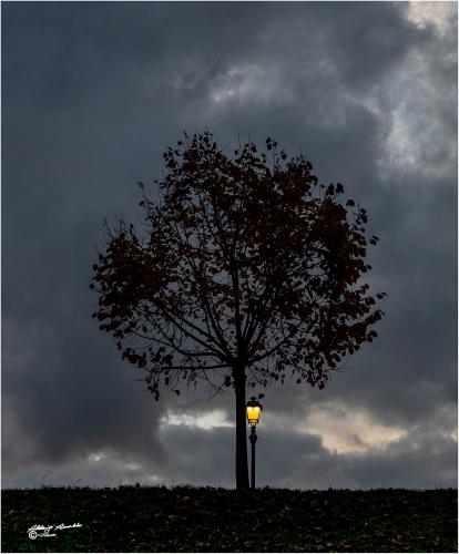 The lonely tree accompanied by the lantern ..-Lucca Novembre 2020.