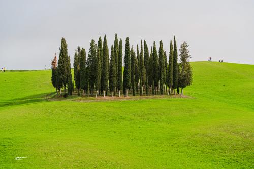 I Cipressini di San QuiricoAprile 2022