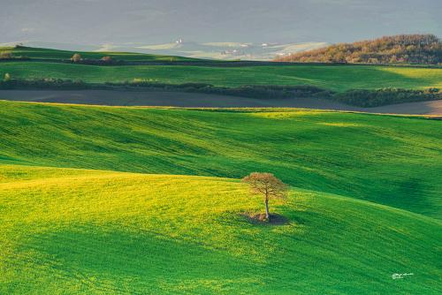 Lonely in the countryside. Val-D'orcia; Aprile 2022