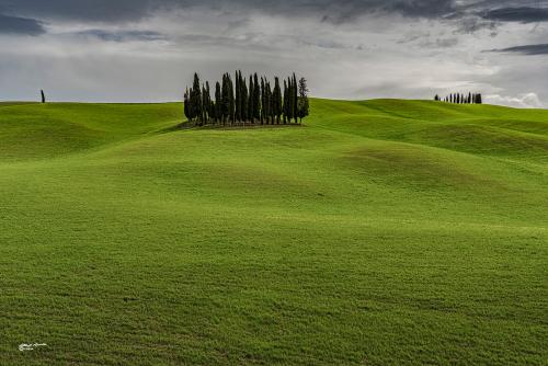 Cipressini San Quirico:Aprile 2022